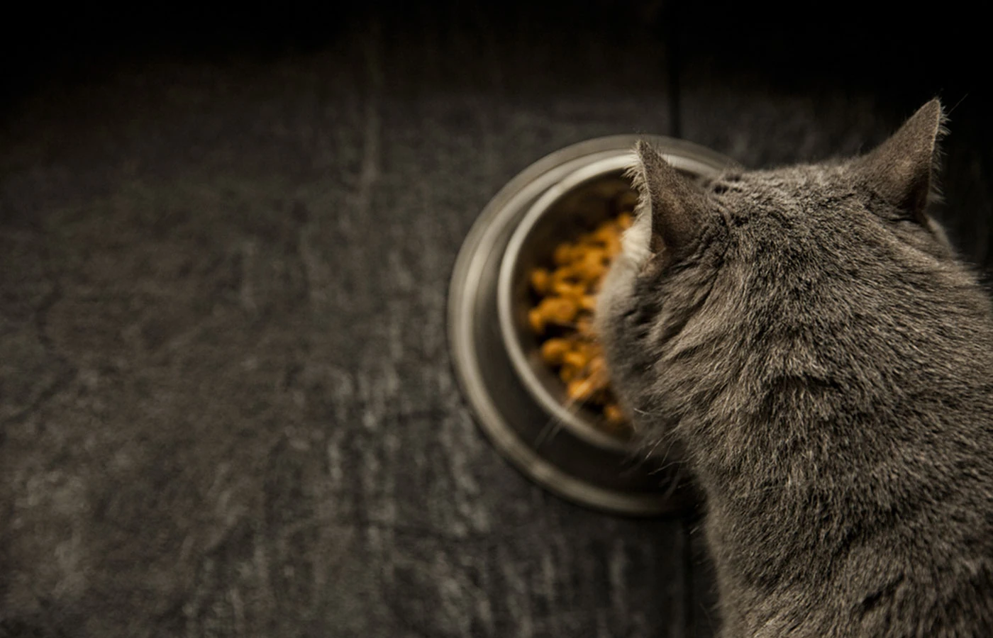 Nutritional-Counseling-wp1