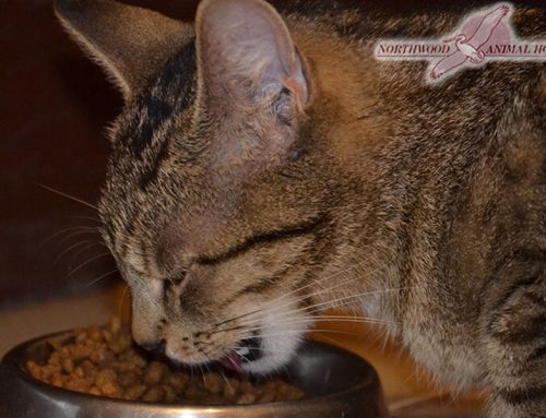 Feline Nutrition Cat Food